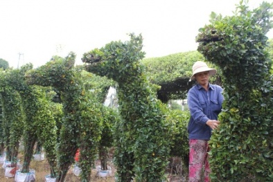 Cây kiểng hình ngựa giá khủng vẫn đắt khách